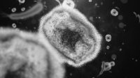 Wetland Virus Disebut Bisa Rusak Otak