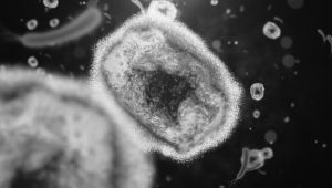 Wetland Virus Disebut Bisa Rusak Otak