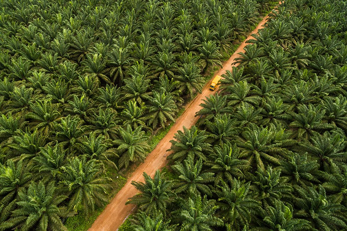 Ilustrasi kebun kelapa sawit di Indonesia. (Foto : SAF)