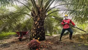 BNN Ungkap Maraknya Narkoba di Kalangan Pekerja Sawit, Bagaimana di Gorontalo?