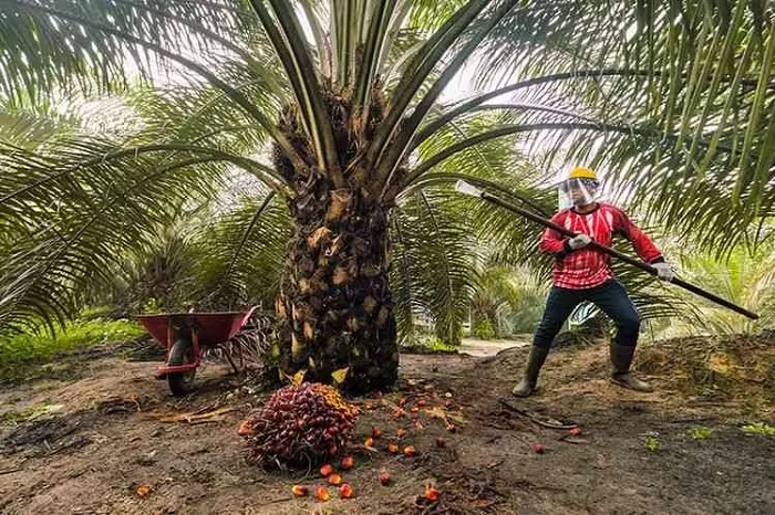 Ilustrasi. BNN menyebut Narkoba makin marak di Kalangan Pekerja Sawit. (Foto : Infopublik)