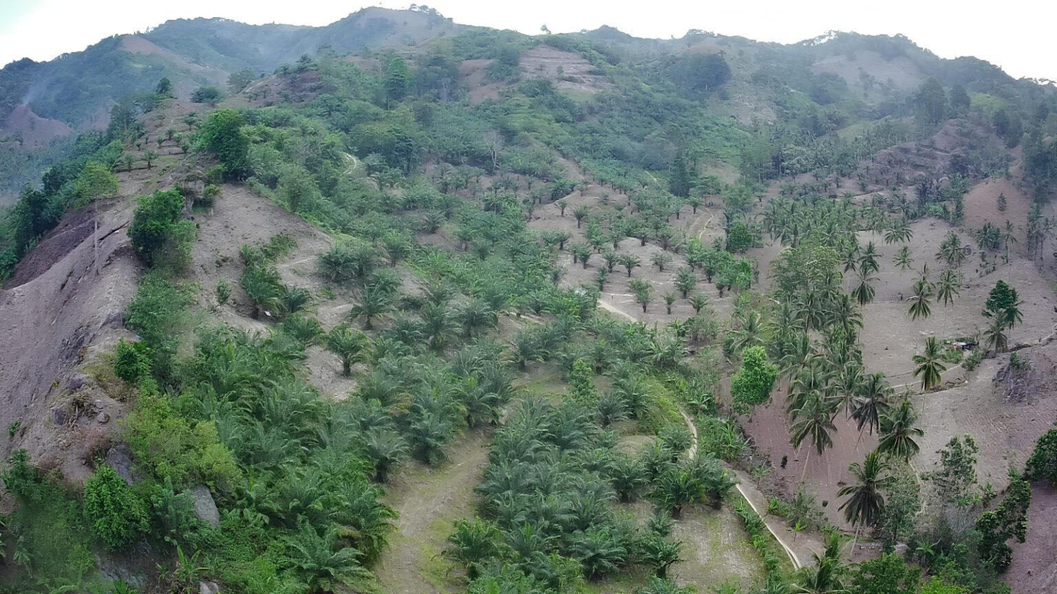 Salah satu perkebunan Perusahaan Sawit yang Beroperasi di Gorontalo. (Foto : Andi/Penagar.id)