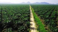 Ilustrasi. dilema pengusaha sawit soal Program Biodiesel. (Foto : Dok. Infosawit)