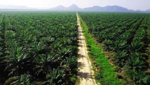 Dilema Pengusaha Sawit Soal Program Biodiesel Prabowo
