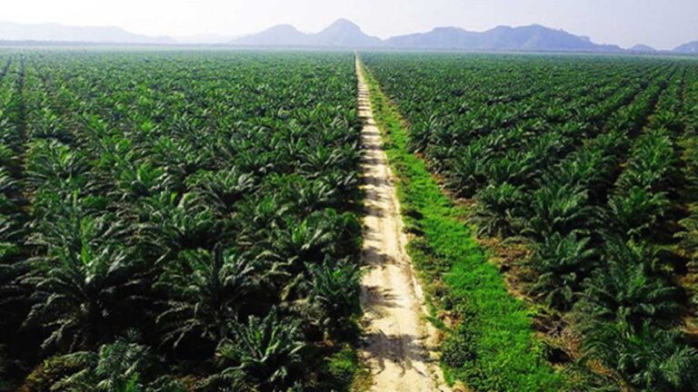 Dilema Pengusaha Sawit Soal Program Biodiesel Prabowo