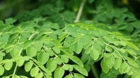 Daun Kelor, Superfood Alami untuk Kesehatan Ibu dan Janin