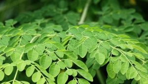 Daun Kelor, Superfood Alami untuk Kesehatan Ibu dan Janin
