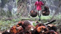 Satu Dekade Menunggu, Petani Sawit Pulubala Tuntut Janji PT Palma Serasih Grup