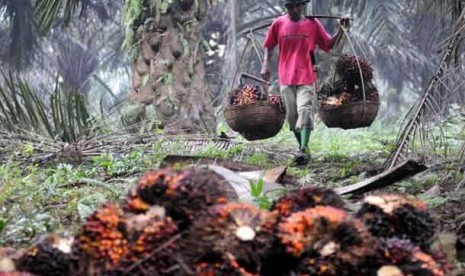 Ilustrasi Petani Sawit Tagih Janji perusahaan.(Foto : Republika)