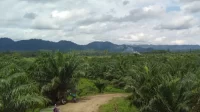 Persoalan Sawit Buol : Permohonan Keberatan PT HIP Ditolak Pengadilan