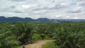Persoalan Sawit Buol : Permohonan Keberatan PT HIP Ditolak Pengadilan
