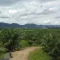 Kebun Plasma milik Masyarakat yang diikutkan dalam program Kemitraan Inti-Plasma dengan PT. Hardaya Inti Plantations (HIP). (Foto: Forum Petani Plasma Buol)