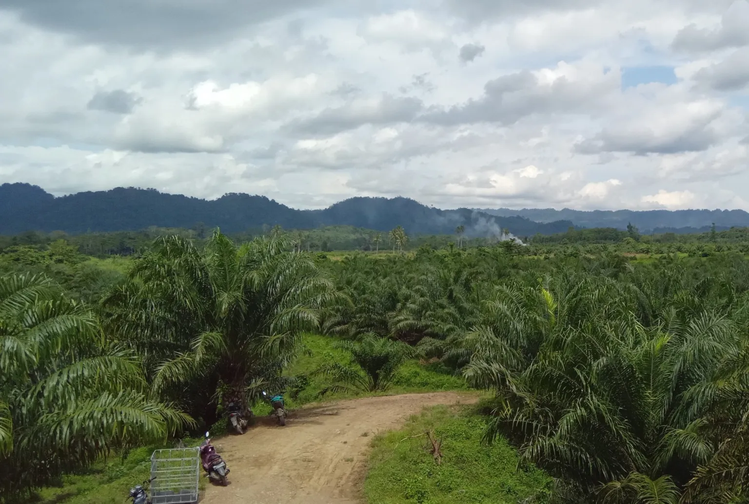 Kebun Plasma milik Masyarakat yang diikutkan dalam program Kemitraan Inti-Plasma dengan PT. Hardaya Inti Plantations (HIP). (Foto: Forum Petani Plasma Buol)
