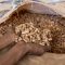 Hasil akhir dari olahan kayu menjadi wood pellet. (Foto : Forest Watch Indonesia)