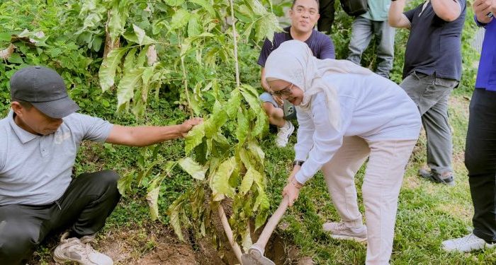 Tabebuya Tambah Cantik Pesona Wisata Danau Perintis