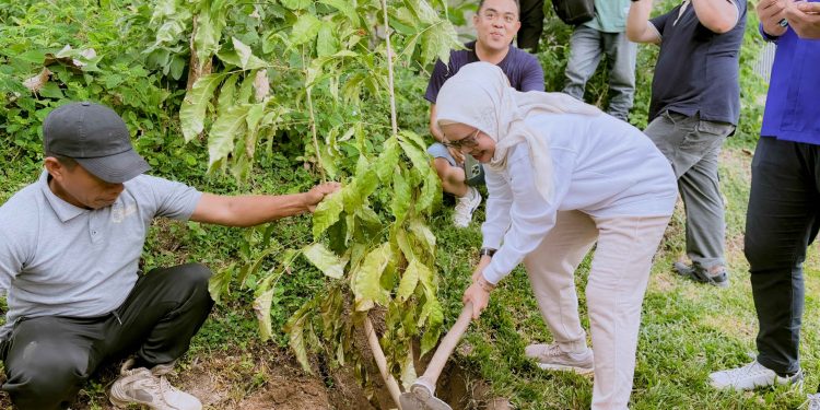 Suasana penanaman Pohon Tabebuya di Kawasan Objek Wisata Danau Perintis, Kecammatan Suwawa, Kamis (2/1/2025). (Foto : Diskominfo)
