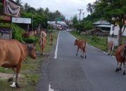 Sapi Berkeliaran Bahayakan Pengendara, Pemerintah Momunu Buol Diminta Bertindak