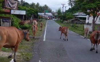Sapi-sapi yang bebas berkeliaran hingga malam hari di Jalan Raya Kecamatan Momunu, Kabupaten Buo bahayakan pengendara. (Foto : Penagar.id/Amerudin H Rasyid)
