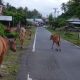 Sapi-sapi yang bebas berkeliaran hingga malam hari di Jalan Raya Kecamatan Momunu, Kabupaten Buo bahayakan pengendara. (Foto : Penagar.id/Amerudin H Rasyid)