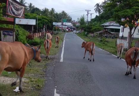 Sapi-sapi yang bebas berkeliaran hingga malam hari di Jalan Raya Kecamatan Momunu, Kabupaten Buo bahayakan pengendara. (Foto : Penagar.id/Amerudin H Rasyid)