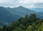 Terbitkan Perpres, Prabowo Siapkan Langkah Tegas Tertibkan Kawasan Hutan 
