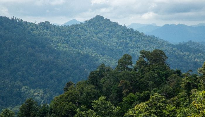 Terbitkan Perpres, Prabowo Siapkan Langkah Tegas Tertibkan Kawasan Hutan 
