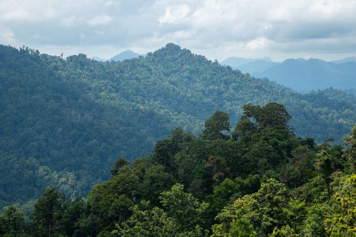 Ilustrasi. Terbitkan Perpres, Prabowo Siapkan Langkah Tegas Tertibkan Kawasan Hutan. (Foto : Dok. FWI)