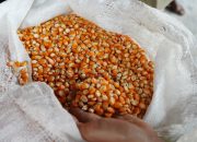Pemerintah Tetapkan HPP Jagung Rp 5.500/Kg