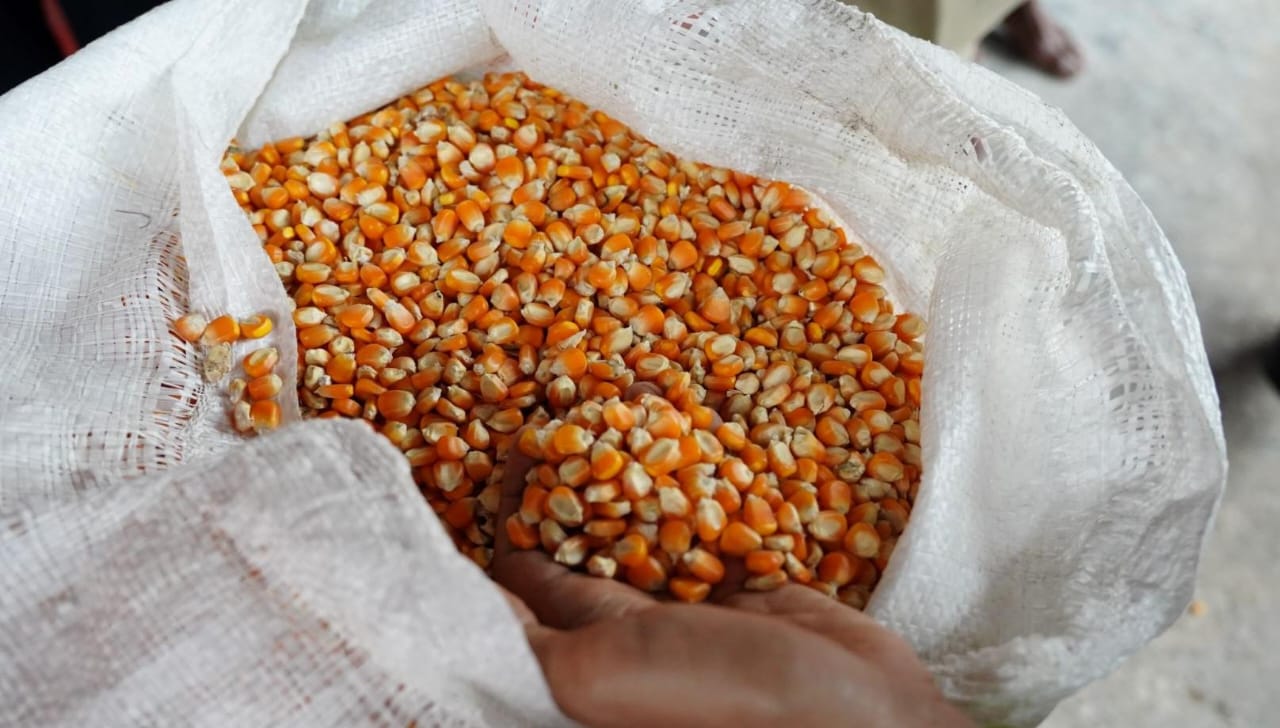 Ilustrasi Jagung hasil panen.(Foto: Humas Bapanas)