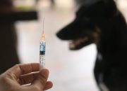 Kasus Rabies Melonjak, Kemenkes Minta Faskes Siaga