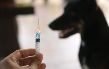Kasus Rabies Melonjak, Kemenkes Minta Faskes Siaga.(Foto : Dok. Istimewa)