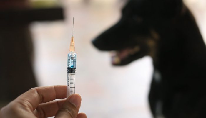 Kasus Rabies Melonjak, Kemenkes Minta Faskes Siaga