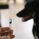 Kasus Rabies Melonjak, Kemenkes Minta Faskes Siaga.(Foto : Dok. Istimewa)