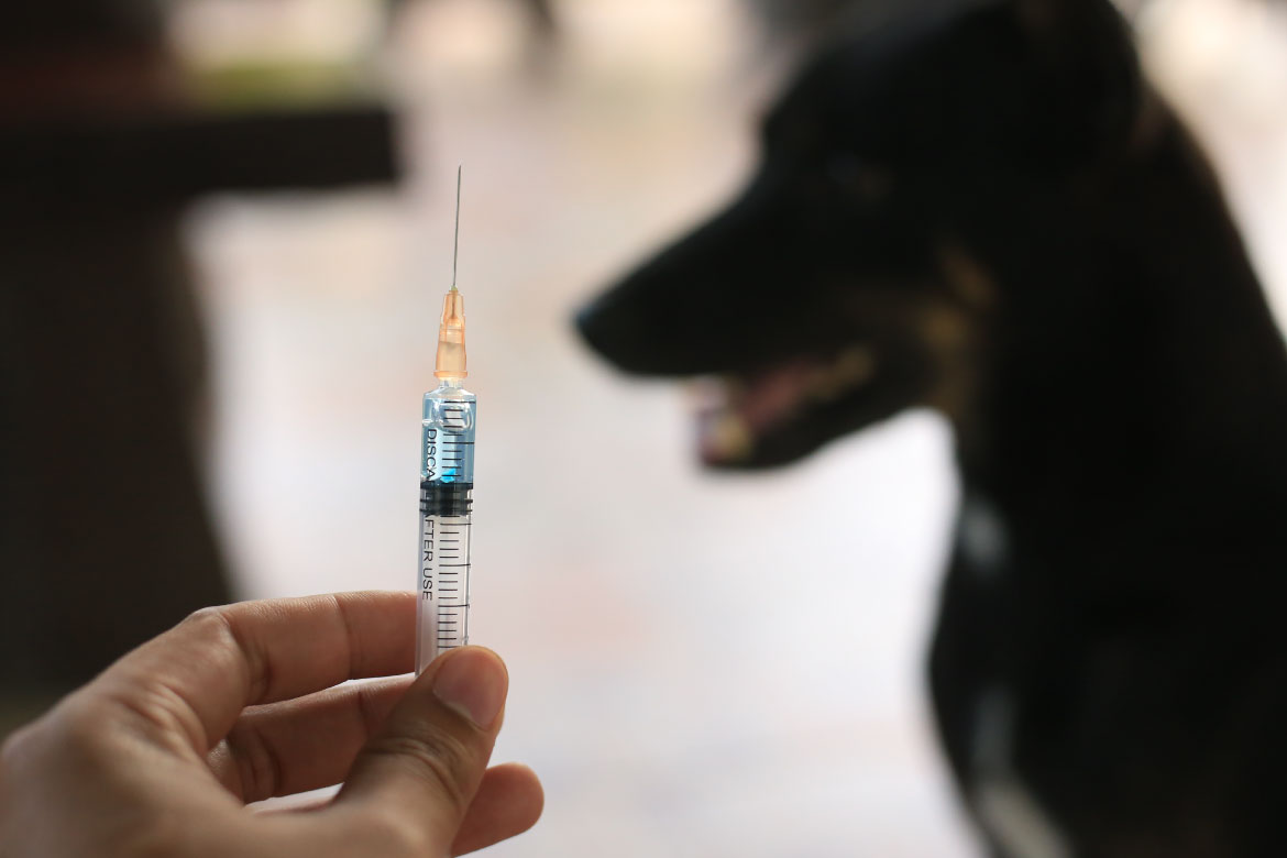 Kasus Rabies Melonjak, Kemenkes Minta Faskes Siaga.(Foto : Dok. Istimewa)