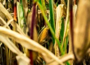 Ilustrasi panen jagung. (Foto : Pexels.com/Michael-Fischer)