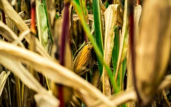 Ilustrasi panen jagung. (Foto : Pexels.com/Michael-Fischer)