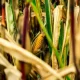 Ilustrasi panen jagung. (Foto : Pexels.com/Michael-Fischer)