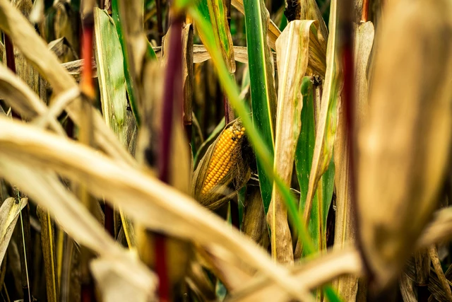 Ilustrasi panen jagung. (Foto : Pexels.com/Michael-Fischer)