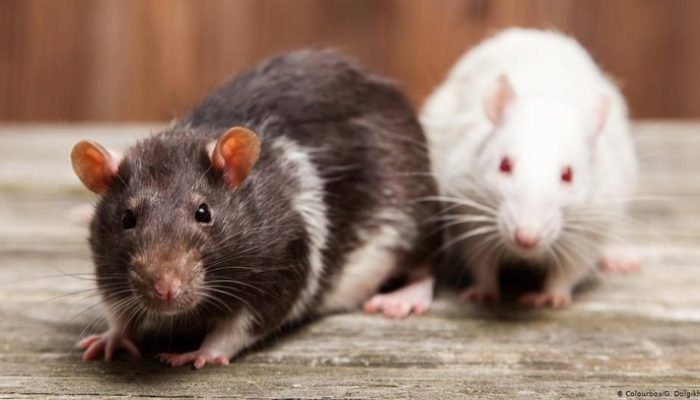 Apa Itu Virus Hanta? Penyakit yang Bikin Gorontalo Perkuat Pengawasan