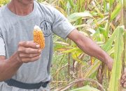 Petani Bolmut Keluhkan Bantuan Bibit Jagung Pemerintah.(Foto : Republish.id/Jefry).