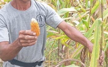 Petani Bolmut Keluhkan Bantuan Bibit Jagung Pemerintah.(Foto : Republish.id/Jefry).