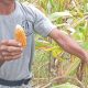 Petani Bolmut Keluhkan Bantuan Bibit Jagung Pemerintah.(Foto : Republish.id/Jefry).