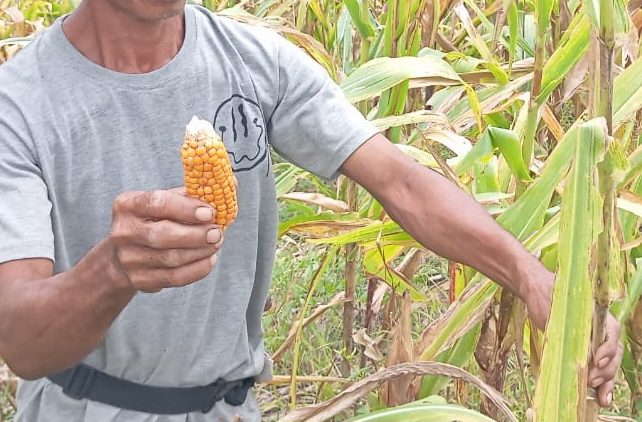 Petani Bolmut Keluhkan Bantuan Bibit Jagung Pemerintah.(Foto : Republish.id/Jefry).