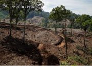 Koalisi LSM Jepang-Indonesia Desak Hanwa Hentikan Impor Pelet Kayu Indonesia.(Foto : Dok. FWI)