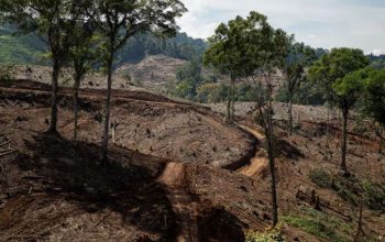 Koalisi LSM Jepang-Indonesia Desak Hanwa Hentikan Impor Pelet Kayu Indonesia