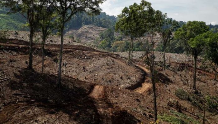 Koalisi LSM Jepang-Indonesia Desak Hanwa Hentikan Impor Pelet Kayu Indonesia