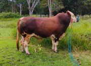 Pemprov Gorontalo pastikan bantuan 793 ekor sapi tersalur sesuai mekanisme dan tetap transparan.(Foto : Dok. Ist.)