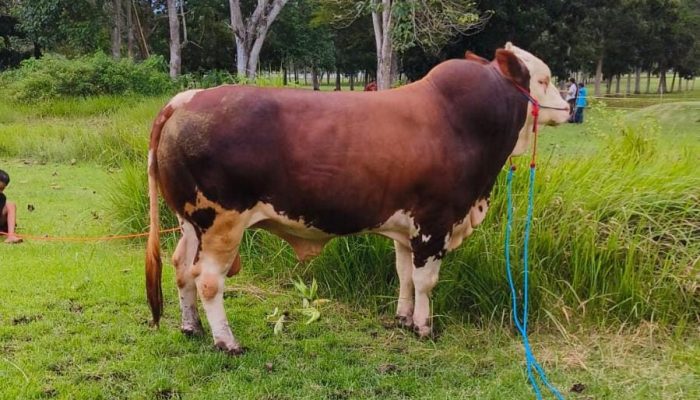 Pemprov Gorontalo Pastikan Penyaluran 793 Ekor Sapi Sesuai Mekanisme